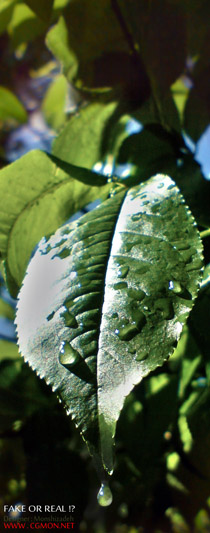رندر برگ