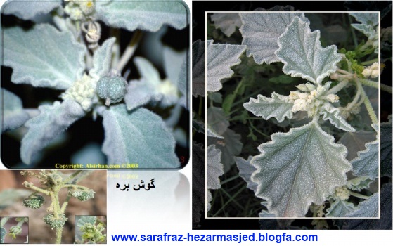  www.sarafraz-hezarmasjed.blogfa.com گوش بره Chrozophora tinctoria Euphorbiaceae 