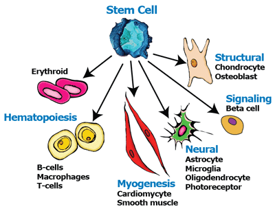 سلول های بنیادی