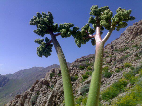 ریواسی شنو