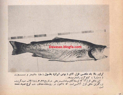 رکورد ماهی قزل آلای خال قرمز بومی رودخانه کرج - مجله شکار و طبیعت - مرداد ۱۳۴۴
