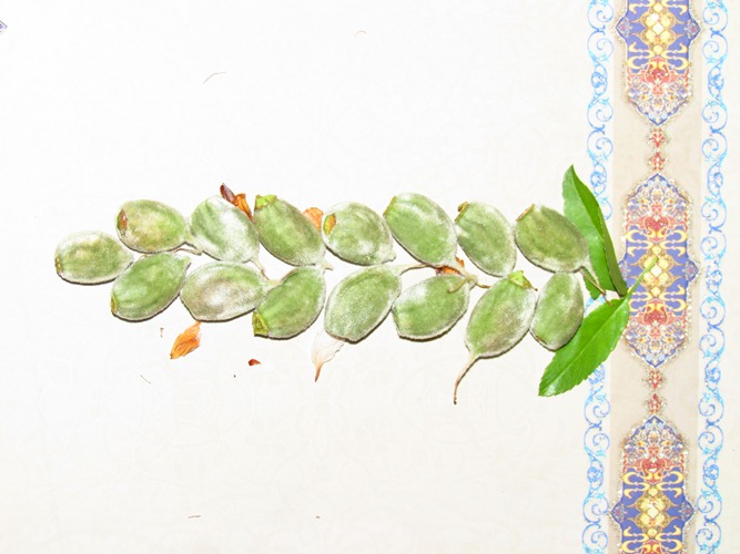 چغاله بادوم!