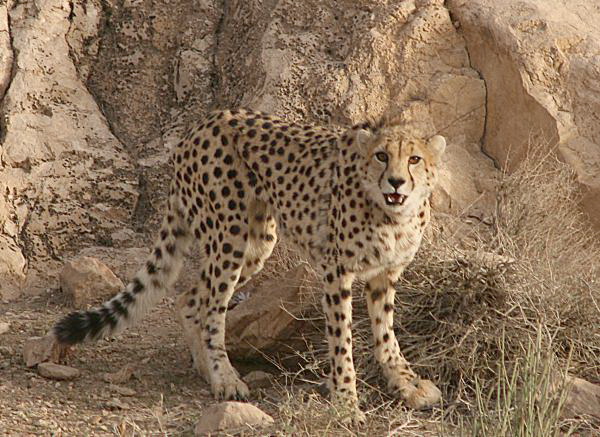 [تصویر: Persian_Cheetah.jpg]