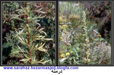  درمنه Artmisia herba-alba www.sarafraz-hezarmasjed.blogfa.com