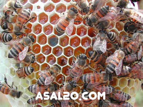 خرید و فروش عسل طبیعی خالص مرغوب ناب اصل کوهستان عموشاهی