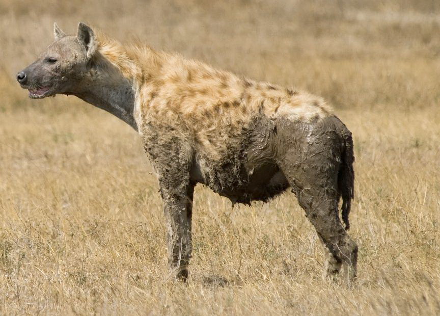 [تصویر: Spotted_Hyena_in_Serengeti_cropped.jpg]