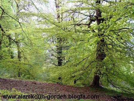 زیبا