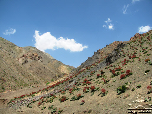 ریواس