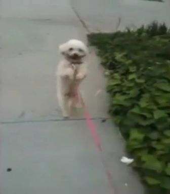 کلیپ جالب راه رفتن سگ!