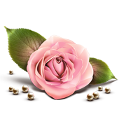 http://s3.picofile.com/file/7381345799/rose.png