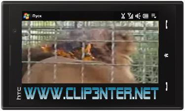 977 کلیپ آتش گرفتن شیر درقفس