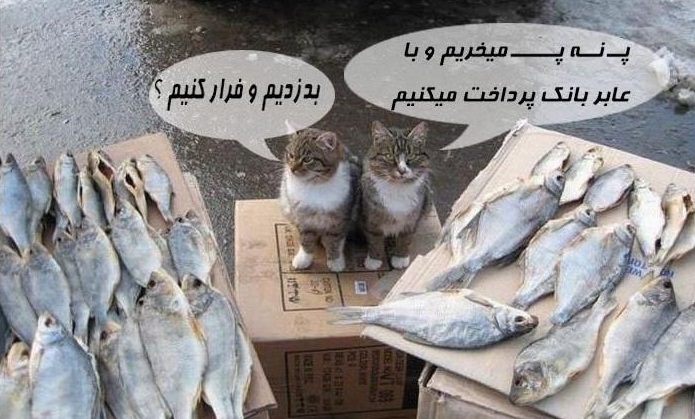 پ نه پ تصویری - گربه های دزد ؟!!