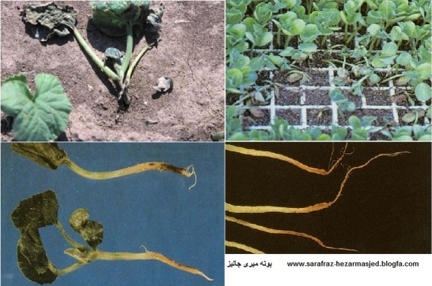 www.sarafraz-hezarmasjed.blogfa.com - بوته ميري جاليز - Pithium aphanidermatum - Phytophthora capsici - Ph. drechsleri 