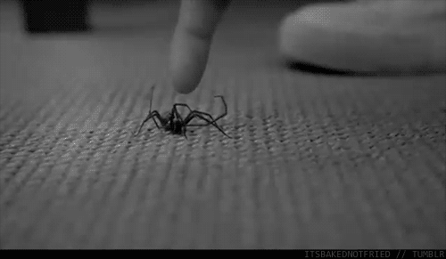 [عکس: Spider.gif]