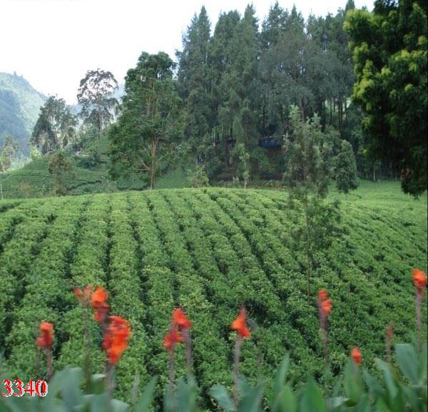  باغ چای روستای جل چلاسر