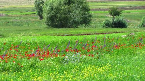 فارسینج کرمانشاه دالاخانی