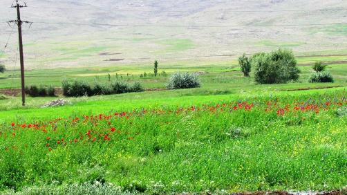 شقایق ده آسیاب فارسینج
