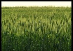مزارع كویری 'دق سرخ انارك' و 'چوپانان 