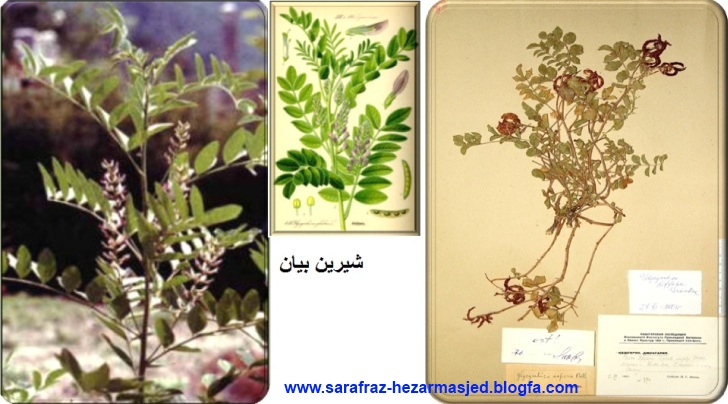 شیرین بیان - Glycyrrhiza glabra - Leguminosae - www.sarafraz-hezarmasjed.blogfa.com
