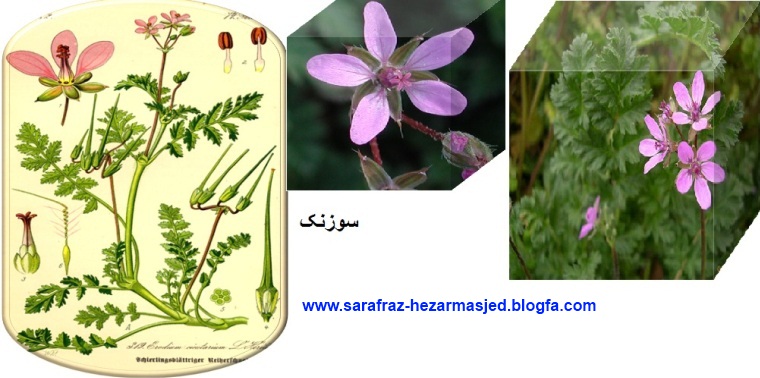 سوزنک (علف ساعتی Erodium cicutarium - Geraniaceae -www.sarafraz-hezarmasjed.blogfa.com