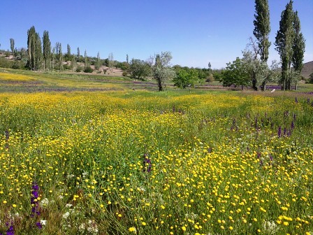 وحيد صادقي گوغري