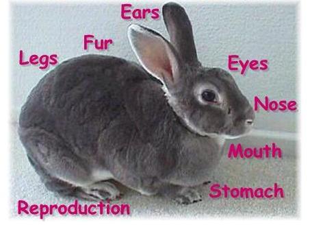 rabbit_anatomy3.jpg
