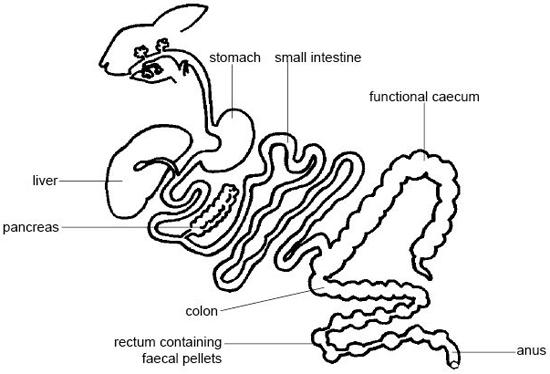 rabbit_anatomy1.jpg