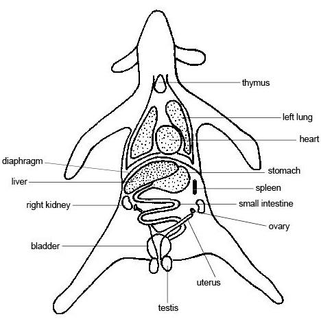 rabbit_anatomy2.jpg