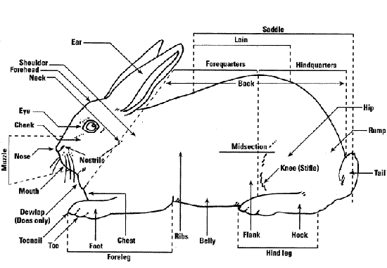 rabbit_anatomy4.gif