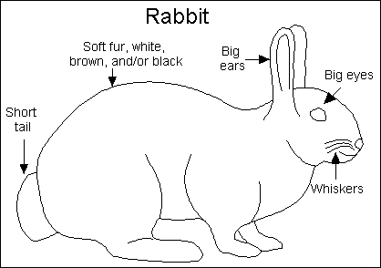 rabbit_anatomy5.gif