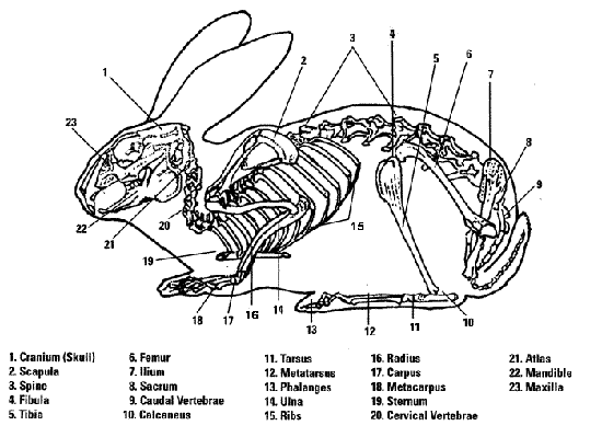 rabbit_anatomy6.gif