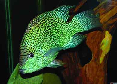 green texas fish