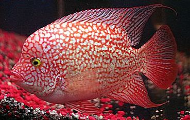 red texas fish