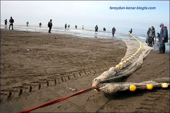 http://s3.picofile.com/file/7411379458/mahigiran_fereydunkenari.jpg