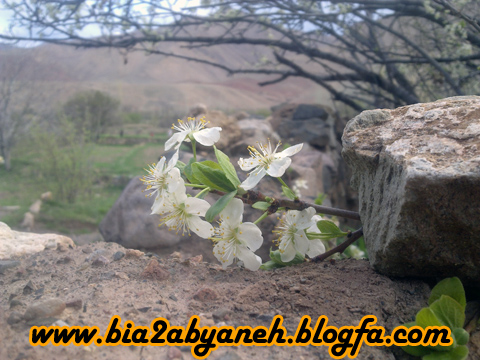 ابیانه - حامد حاجی عابدی ابیانه
