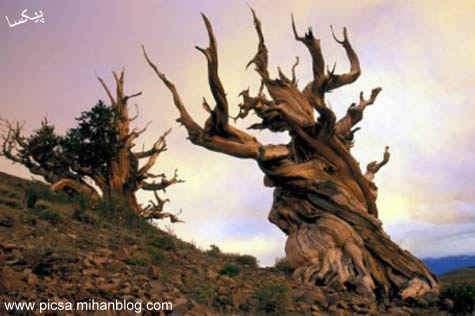 ده درخت کهنسال دنیا را بشناسید   Oldest Trees