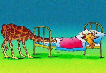 زرافه ها چطور می خوابند ! ( کاریکاتور )