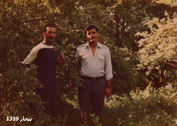 جلال شجری