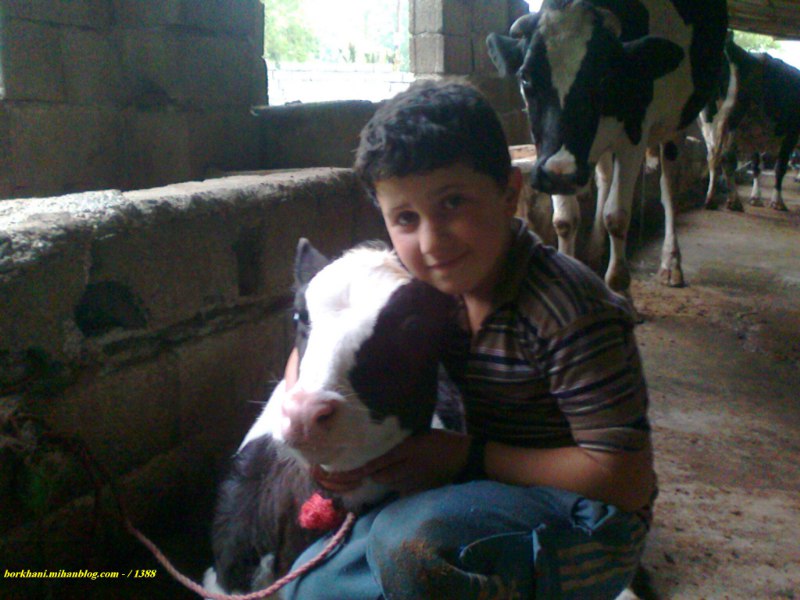 http://s3.picofile.com/file/7444639458/%D8%AD%DB%8C%D9%88%D8%A7%D9%86%D8%A7%D8%AA_%D9%84%D9%81%D9%88%D8%B1.jpg