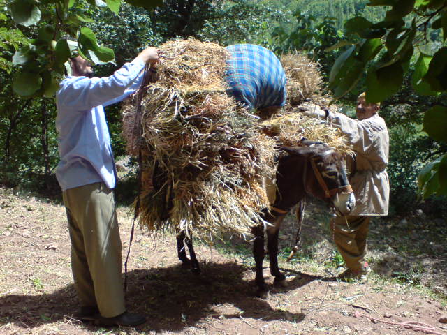 http://s3.picofile.com/file/7460691070/DSC00210.jpg
