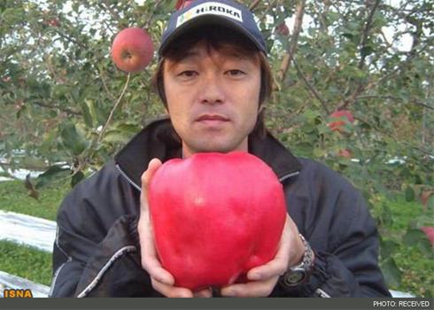 سنگین ترین سیب جهان