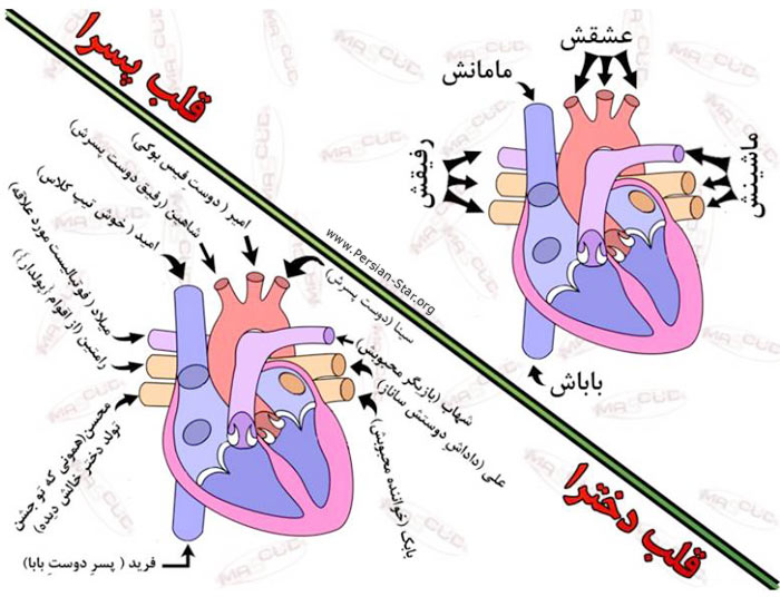 FunnyPic_Persian_Star_org_002.jpg