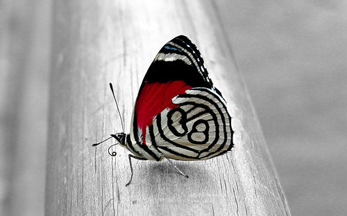عکس های زیبا با مضمون پروانه ها 1