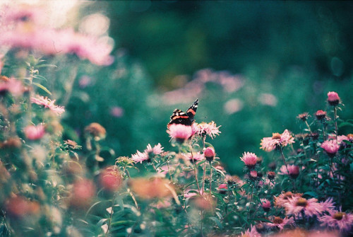 عکس های زیبا با مضمون پروانه ها 1