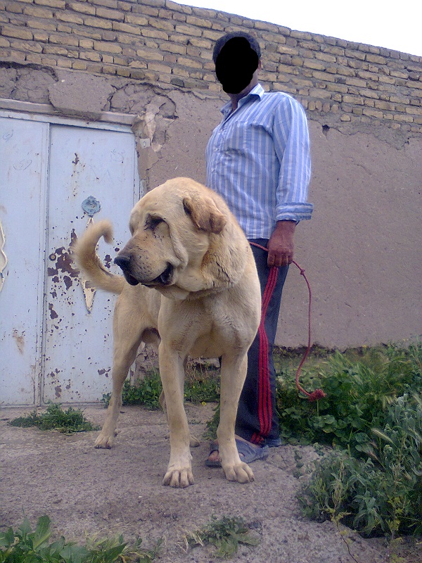 سگ های ایرانی