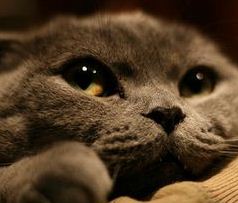 http://s3.picofile.com/file/7505855692/pisshi_negin.jpg
