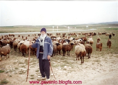 گله داری در گونلو