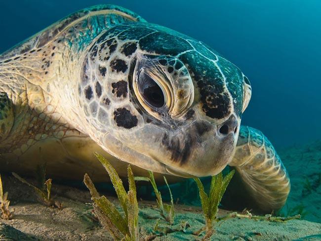 تصویری زیبا از یک لاک پشت دریایی