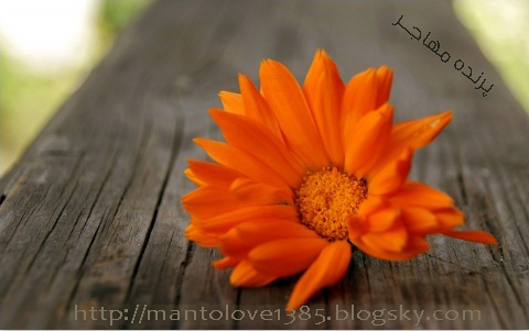 http://s3.picofile.com/file/7509802040/g6949_beautiful_orange_flo.jpg