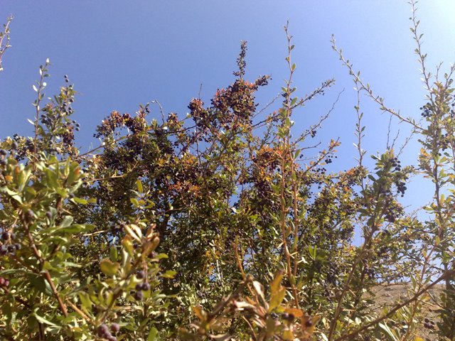 روستای افتر